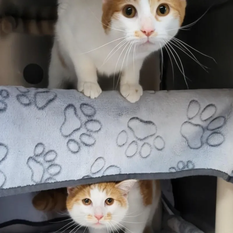 Rocky Bonded With Bullwinkle thumbnail 6