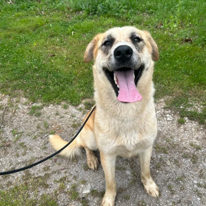 An adult large-sized female Apricot / Beige Anatolian Shepherd dog named Arden for adoption in Spring hill, TN