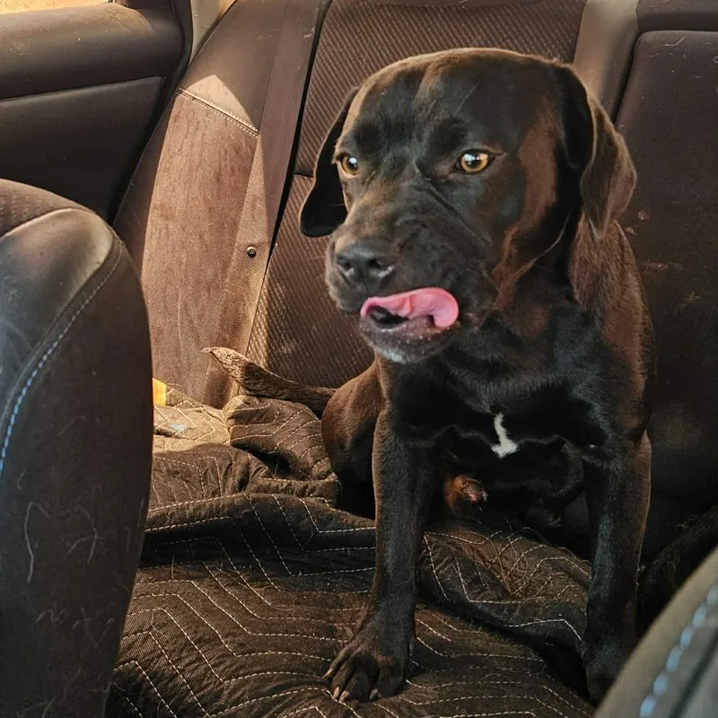 Midnight thumbnail 3