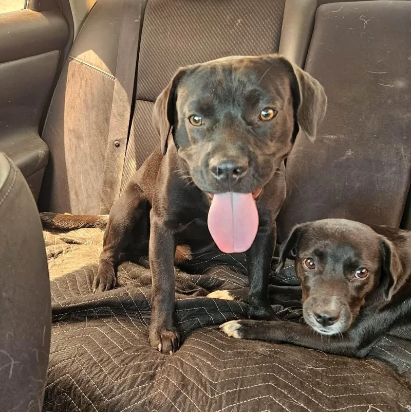 Midnight thumbnail 4