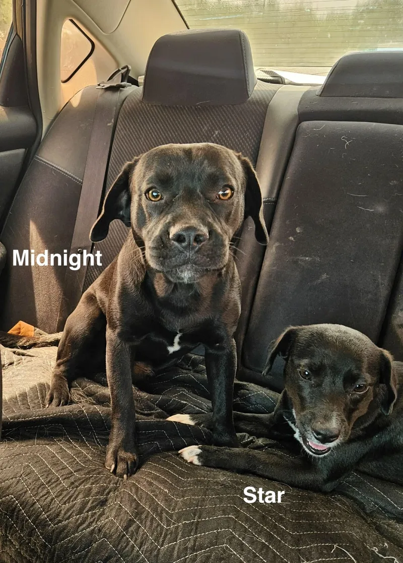 A baby medium-sized male Black Mixed Breed dog named Midnight for adoption in Paramus, NJ