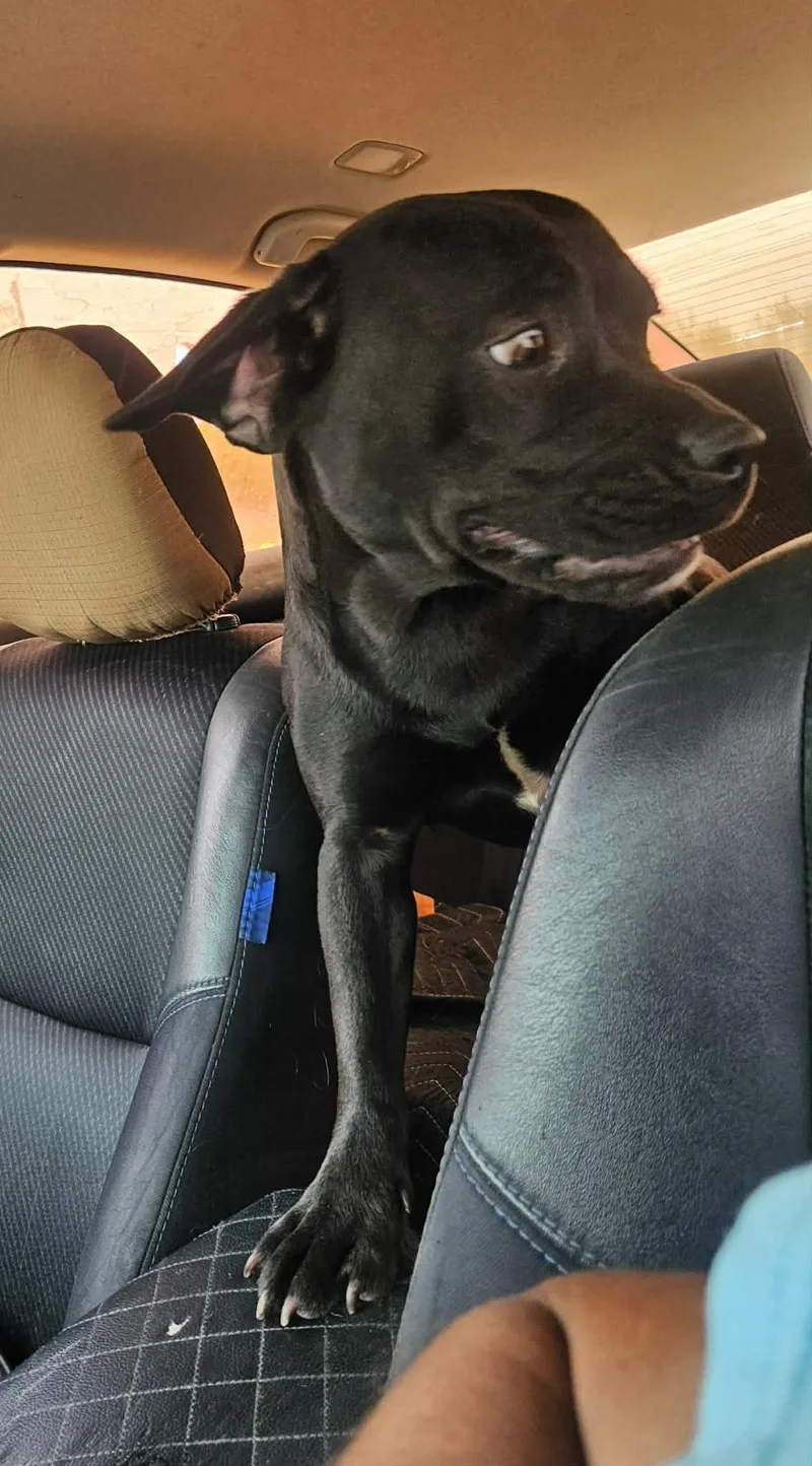 Midnight thumbnail 5