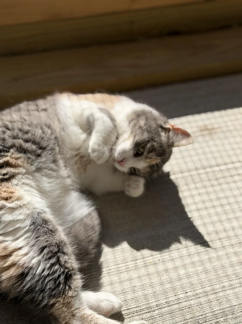 A young medium-sized female Domestic Short Hair cat named Missy for adoption in Warren, OH