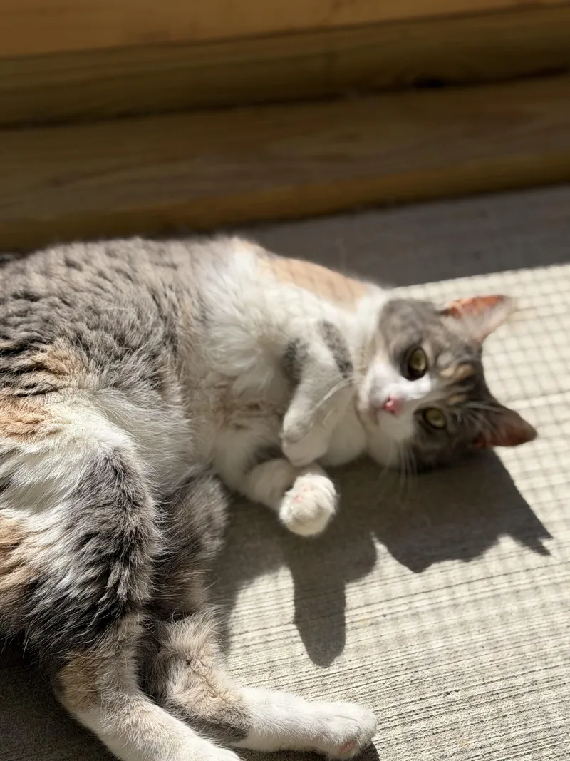 Missy thumbnail 2