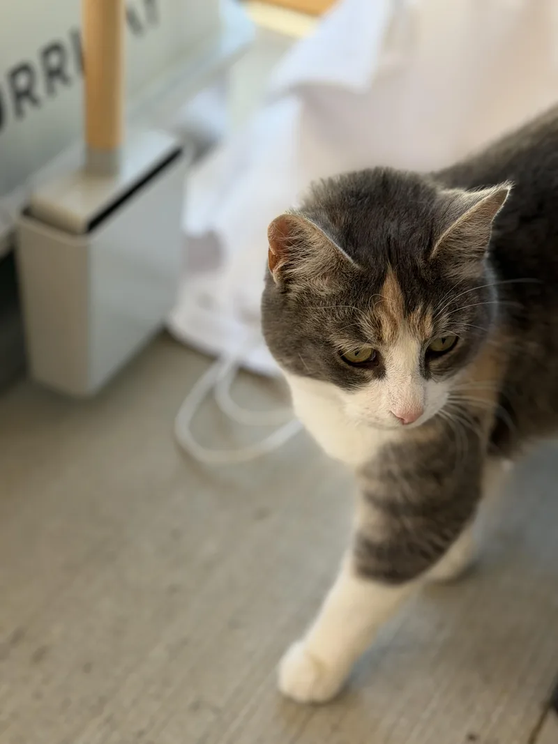 Missy thumbnail 3