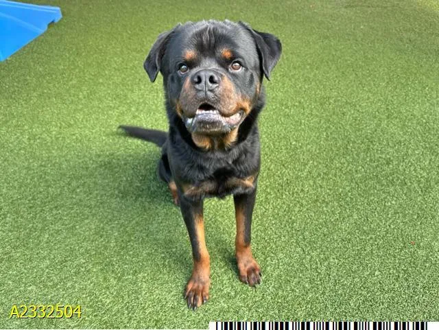 A young large-sized male Mixed Breed dog named Bobble for adoption in West Palm Beach, FL