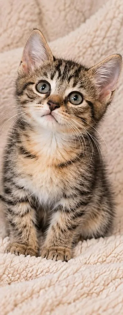 A baby small-sized male Domestic Medium Hair cat named Simba for adoption in Columbia, TN