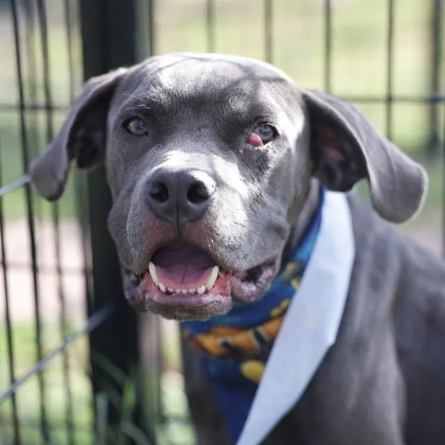 A young medium-sized male Cane Corso dog named Champ for adoption in San Antonio, TX