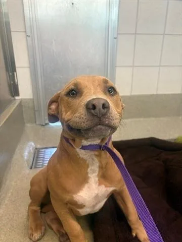 A young small-sized male Pit Bull Terrier dog named Brody for adoption in San Martin, CA