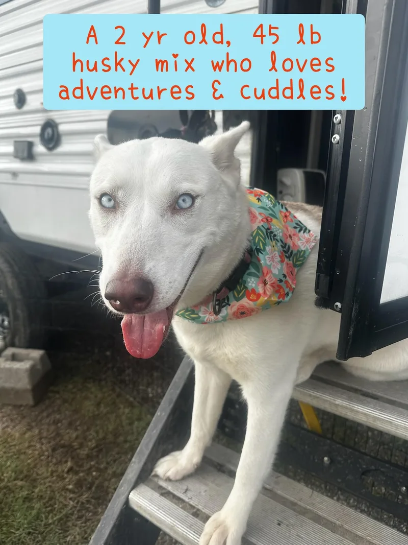 A young medium-sized female Siberian Husky dog named Elsa for adoption in Plano, TX