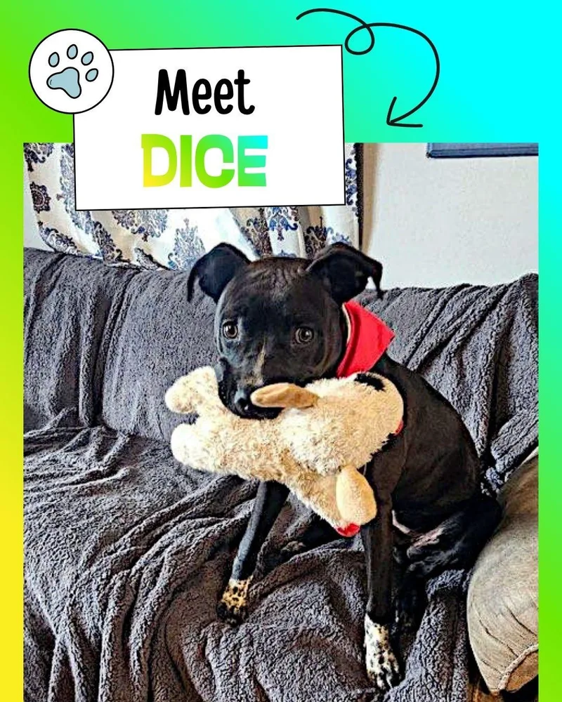 A young medium-sized male Black Pit Bull Terrier dog named Dice for adoption in Sulphur, KY