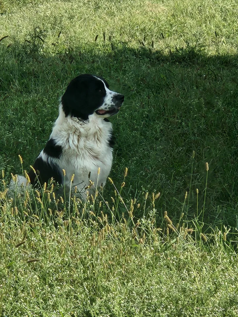 Darcy thumbnail 4
