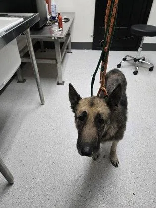 A senior large-sized female German Shepherd Dog dog named Greta for adoption in Oakland, CA