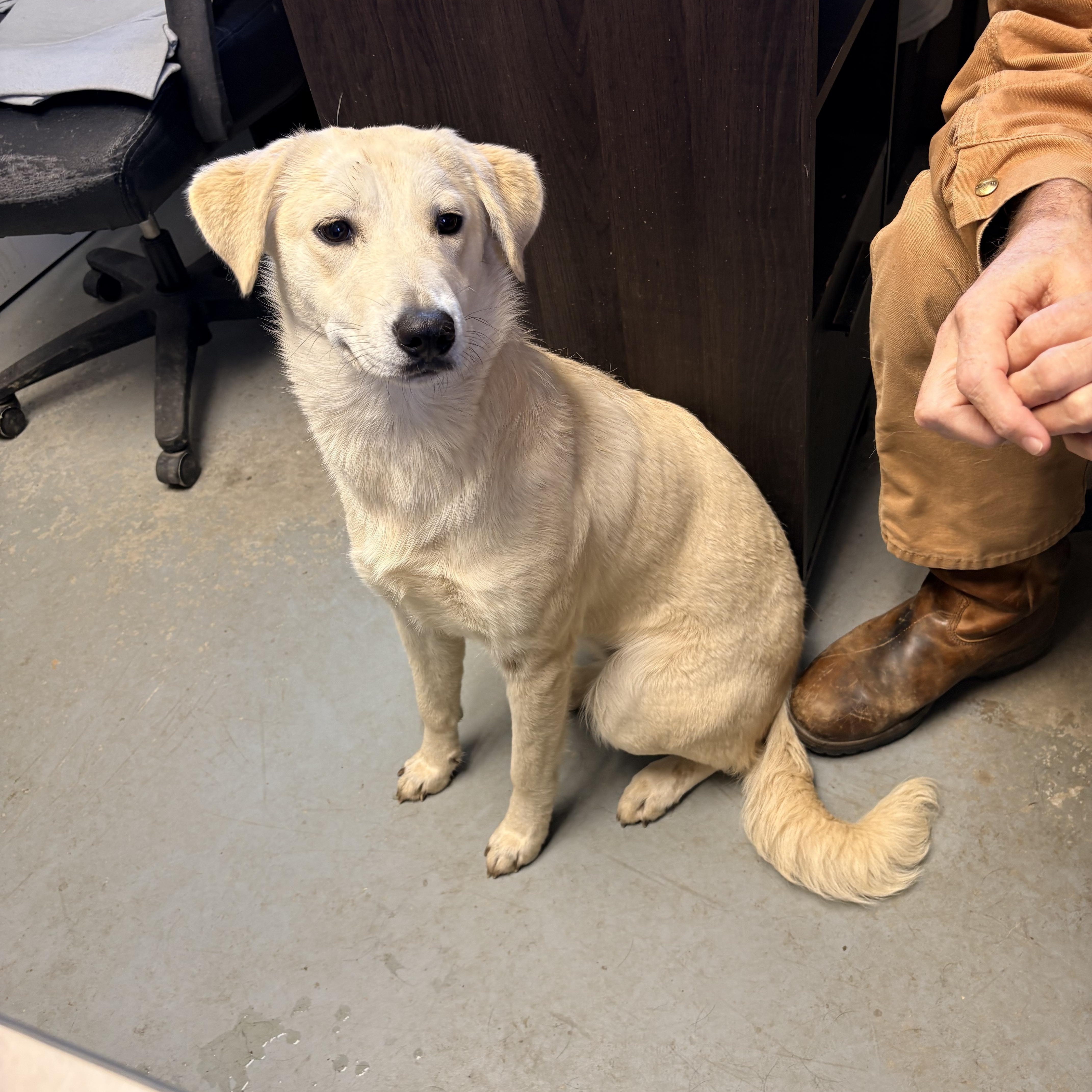 An adult medium-sized female Yellow Labrador Retriever dog named Blizzard for adoption in Chicago, IL