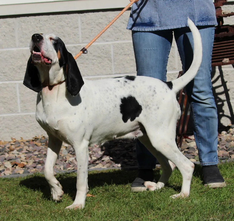 An adult large-sized female Tricolor (Brown, Black, & White) Treeing Walker Coonhound dog named Blair for adoption in Portage, WI