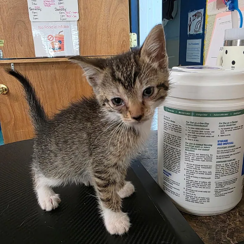 A baby small-sized female Brown / Chocolate Domestic Short Hair cat named Smackerel for adoption in Eureka Springs, AR
