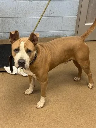 An adult large-sized male Mixed Breed dog named Wealthy for adoption in Chamblee, GA