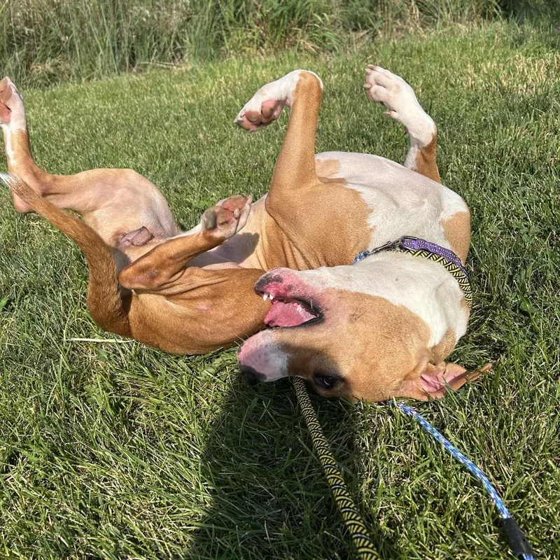 An adult medium-sized female Brown / Chocolate Pit Bull Terrier dog named Rachel for adoption in Matteson, IL