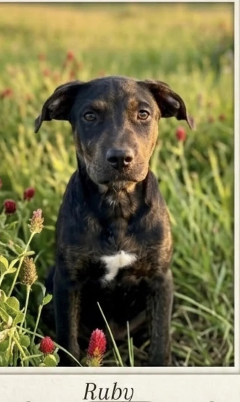 A young medium-sized female Black Labrador Retriever dog named Christie Ruby for adoption in Semmes, AL