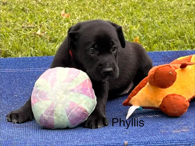 A baby large-sized female Labrador Retriever dog named Phyllis for adoption in Claremore, OK