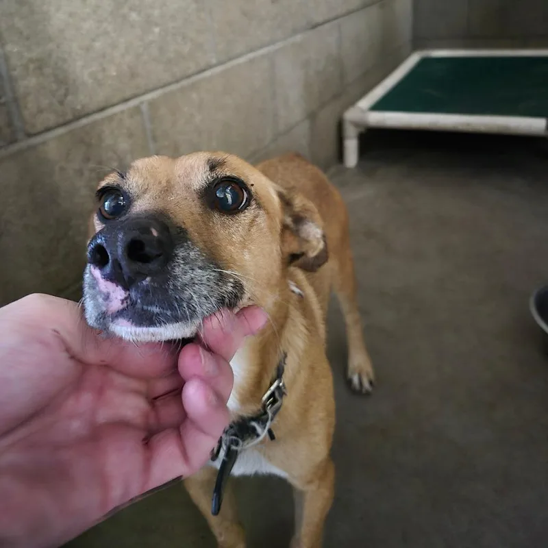An adult small-sized male Yellow / Tan / Blond / Fawn Chihuahua dog named Groot for adoption in Yuma, AZ