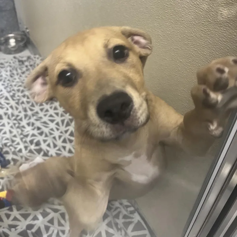 A baby small-sized female Yellow / Tan / Blond / Fawn Shepherd dog named Berrie for adoption in Newark, DE