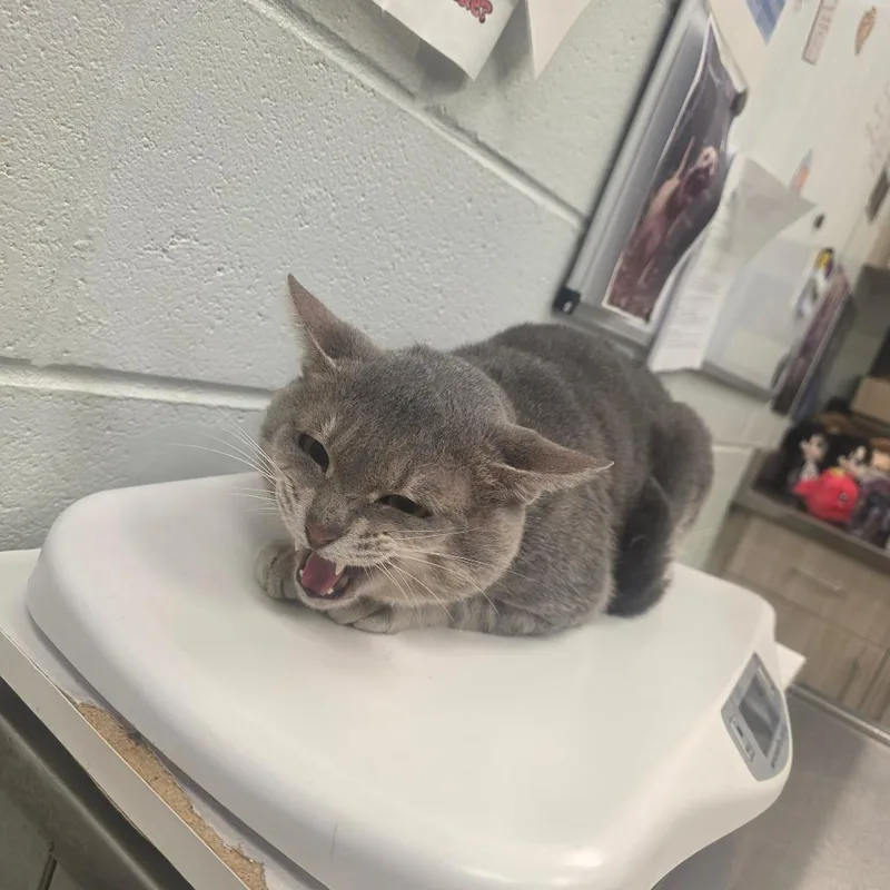 A senior large-sized male Gray / Blue / Silver Domestic Short Hair cat named Thugs for adoption in Chattanooga, TN