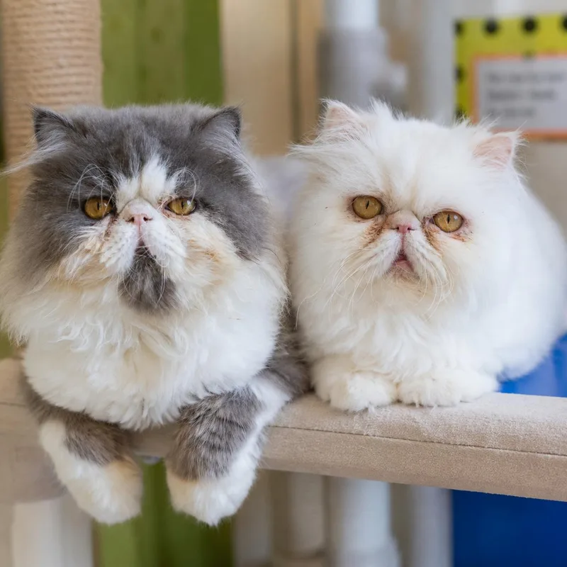 An adult medium-sized female Persian cat named Luna and Marlow for adoption in Pontiac, MI