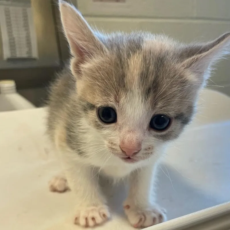 A baby small-sized female Calico Domestic Short Hair cat named Madame Waffles for adoption in Charlottesville, VA