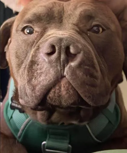 A young medium-sized male Mixed Breed dog named Biggietyson for adoption in Atlanta, GA