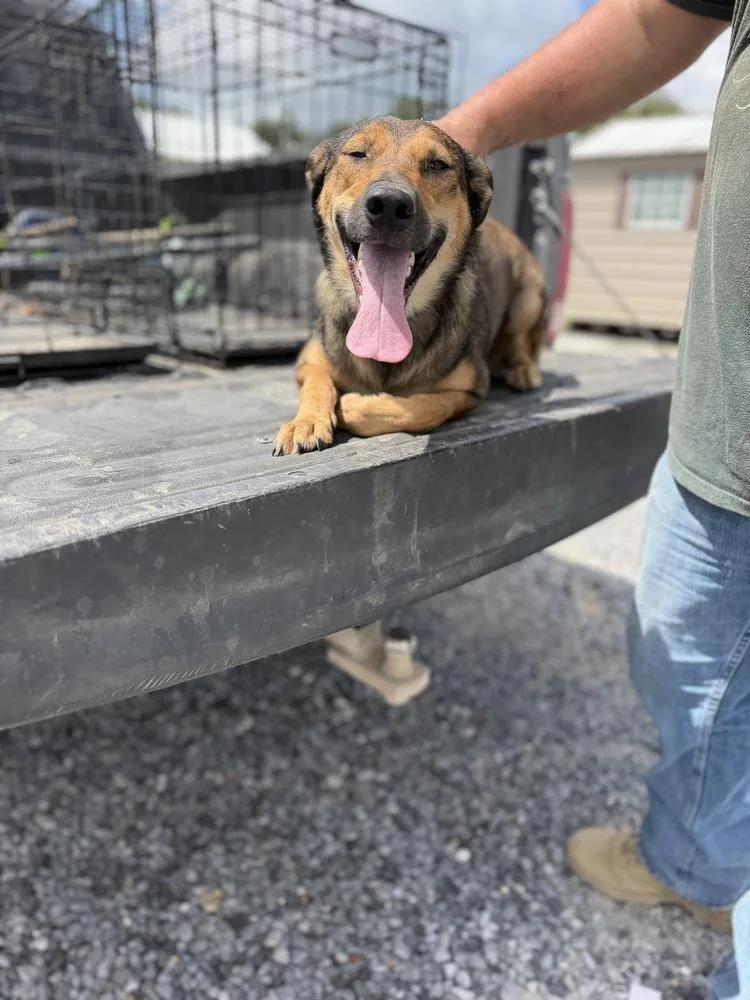 A young medium-sized female Tricolor (Brown, Black, & White) Carolina Dog dog named Celia for adoption in Opelousas, LA
