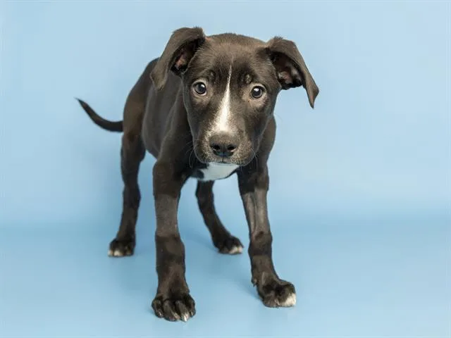 A baby small-sized female Pit Bull Terrier dog named Gelatina for adoption in Phoenix, AZ