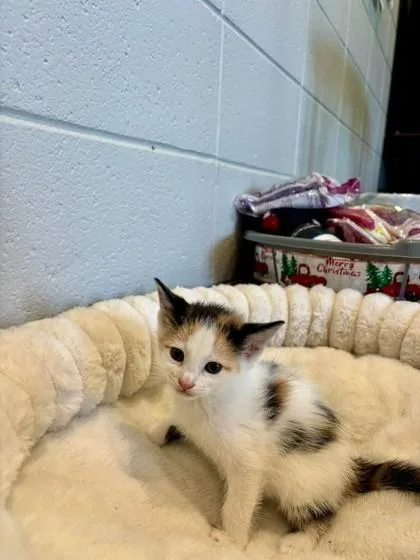 A baby small-sized female Domestic Short Hair cat named Quatro for adoption in Paducah, KY