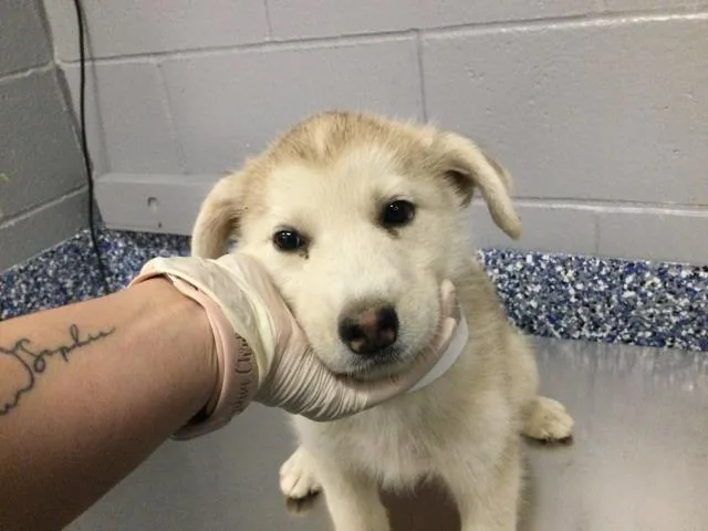 A baby small-sized female Siberian Husky dog named Lizzy for adoption in Thousand Palms, CA