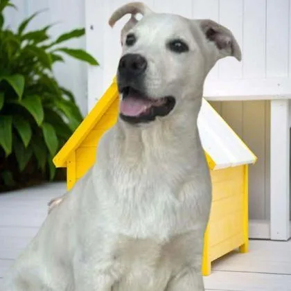 A baby medium-sized male Labrador Retriever dog named Ralphie for adoption in Westland, MI