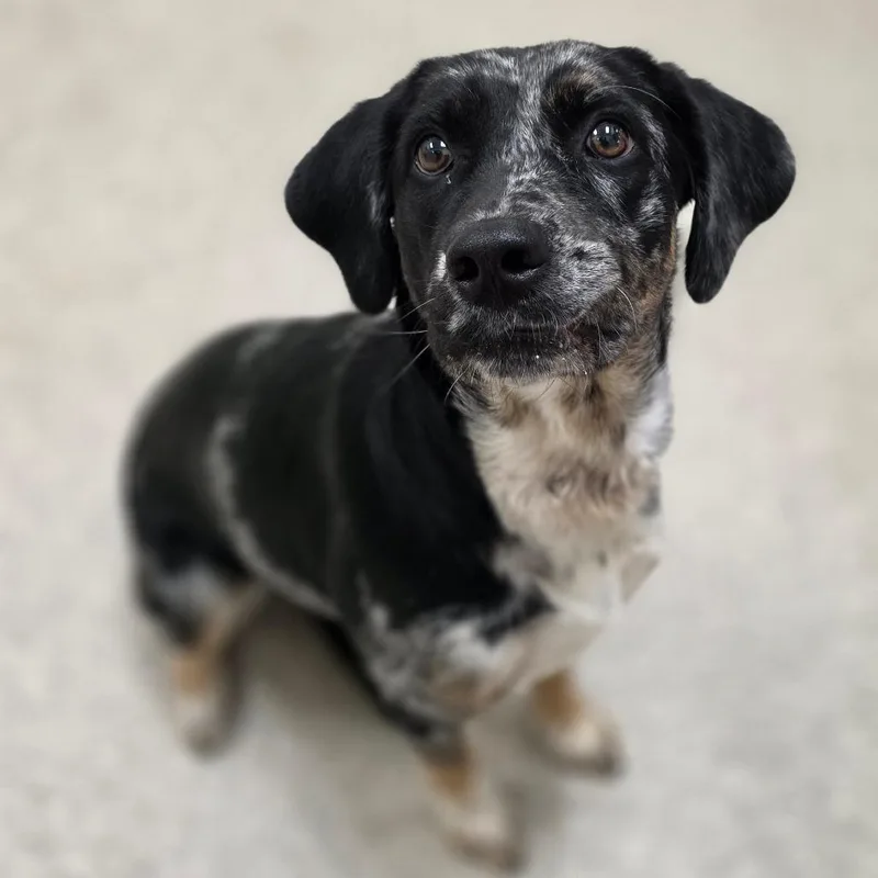 An adult medium-sized female Black Catahoula Leopard Dog dog named Aurora for adoption in Chatham, VA