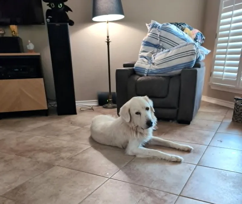 A young large-sized female Great Pyrenees dog named Elinor SAT for adoption in Quinlan, TX