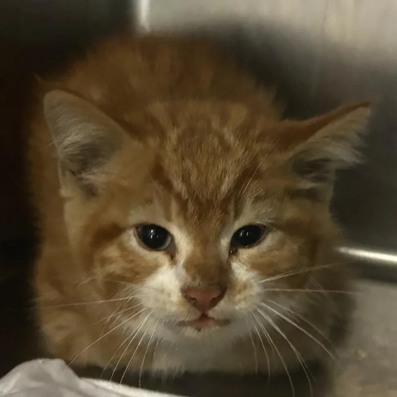 A baby small-sized male Orange / Red Domestic Short Hair cat named Mojo Jojo for adoption in Chattanooga, TN