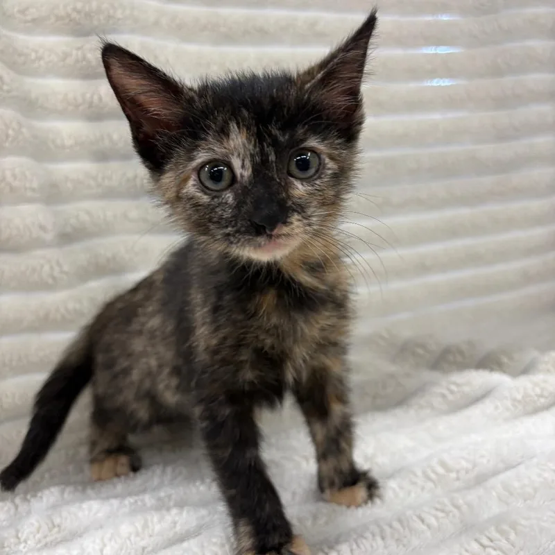 A baby small-sized female Domestic Short Hair cat named Mia for adoption in Fulton, MO