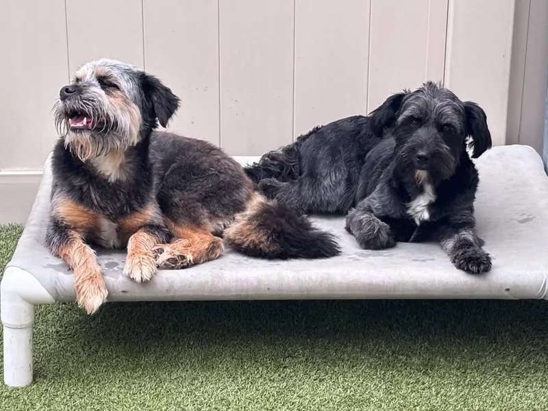 An adult small-sized female Black Miniature Schnauzer dog named Kellie & Missy for adoption in Schertz, TX