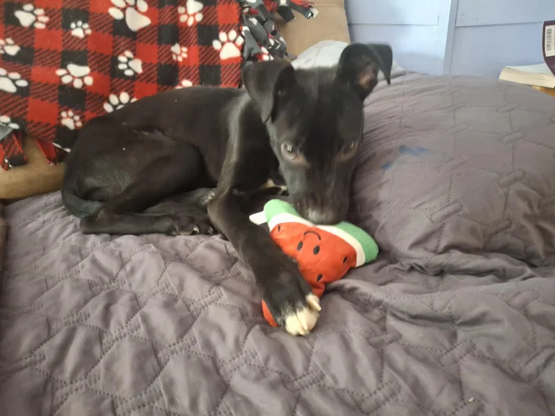 Truffles thumbnail 2