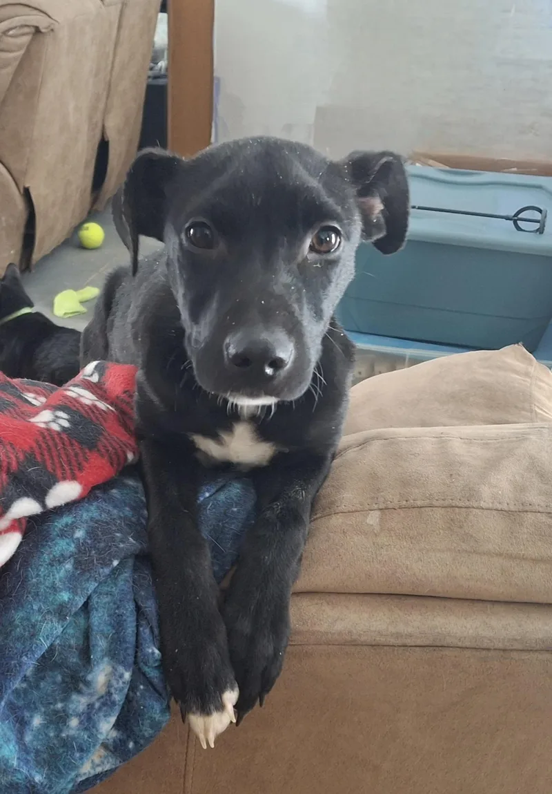 Truffles thumbnail 3