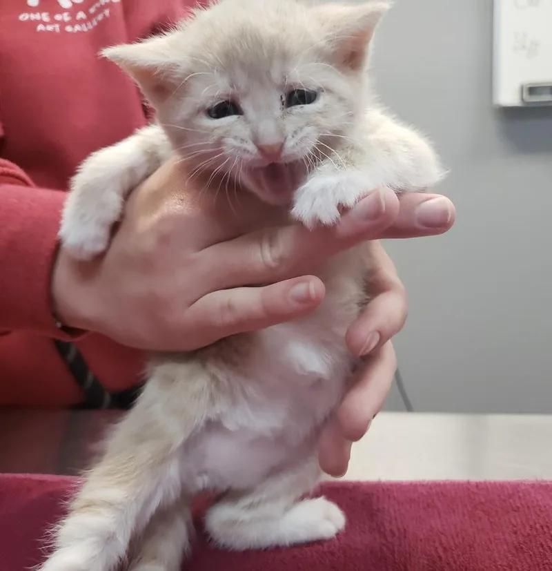 An adult medium-sized female Domestic Short Hair cat named Sriracha for adoption in Burnsville, NC