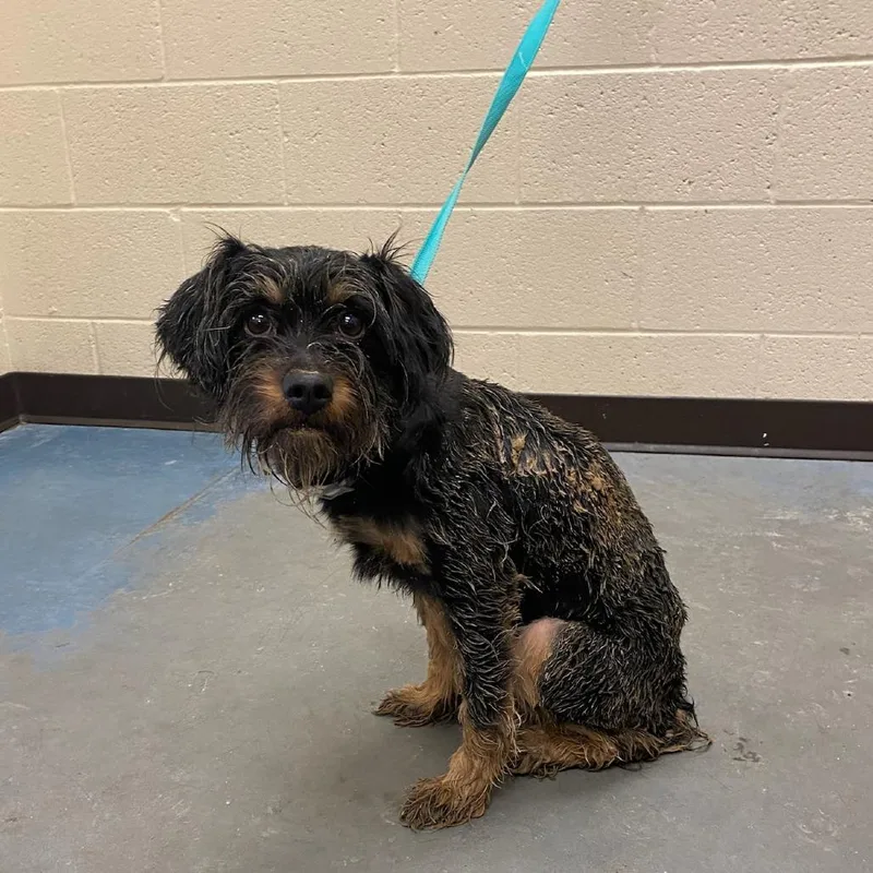 An adult small-sized female Black Mixed Breed dog named Muddi Buddi for adoption in Memphis, TN