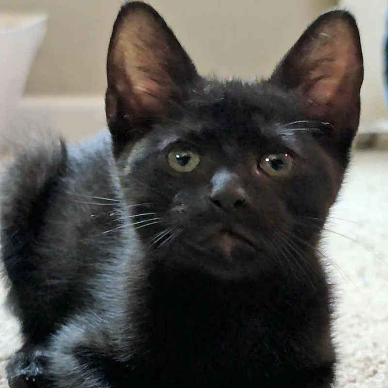 A baby small-sized male Black Domestic Short Hair cat named Harry for adoption in Wichita, KS