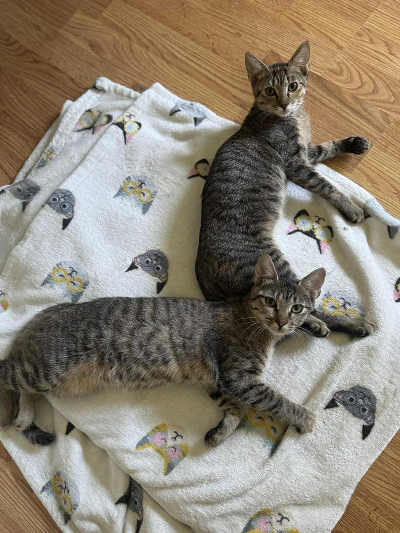 Bindi & Bunny thumbnail 2