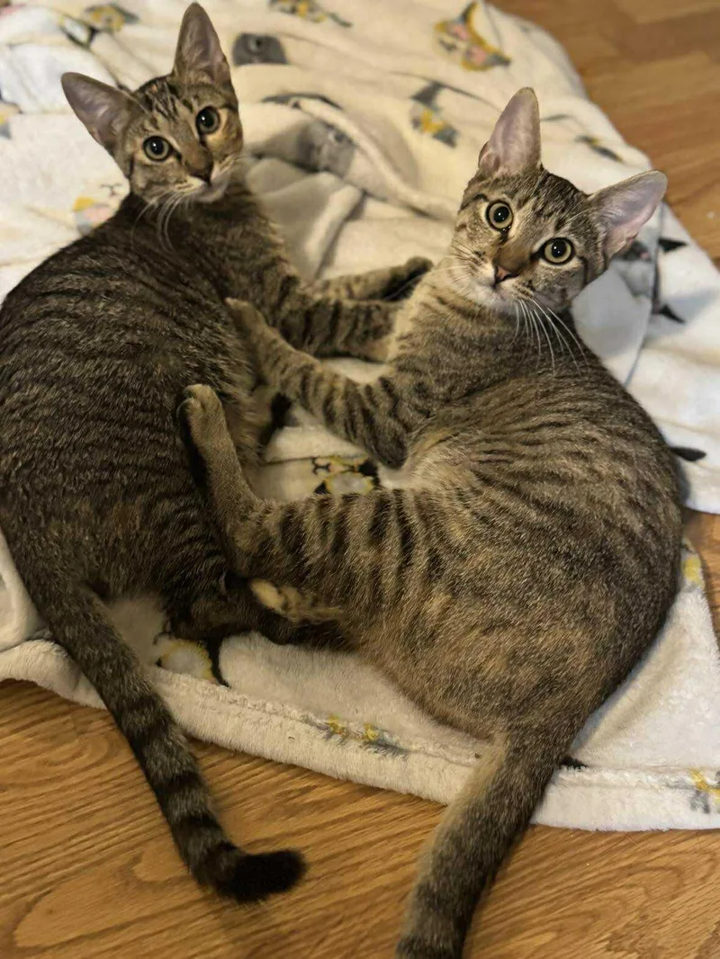 Bindi & Bunny thumbnail 4