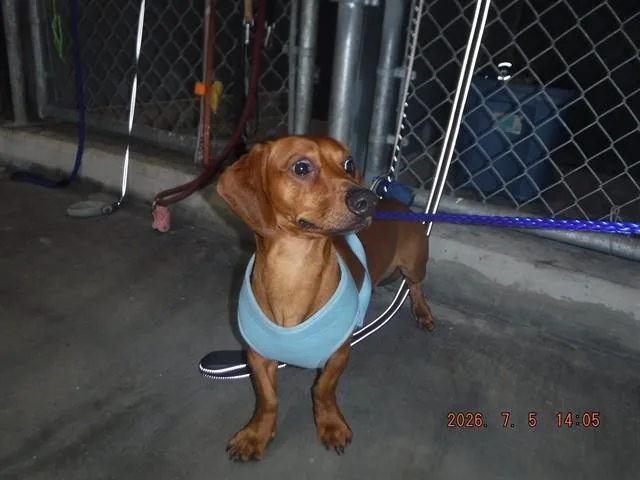 A young small-sized male Dachshund dog named Clyde for adoption in Miami, FL