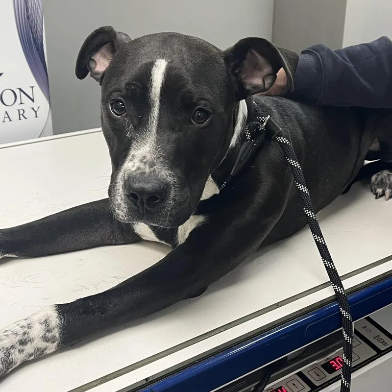 Josh Allen thumbnail 3