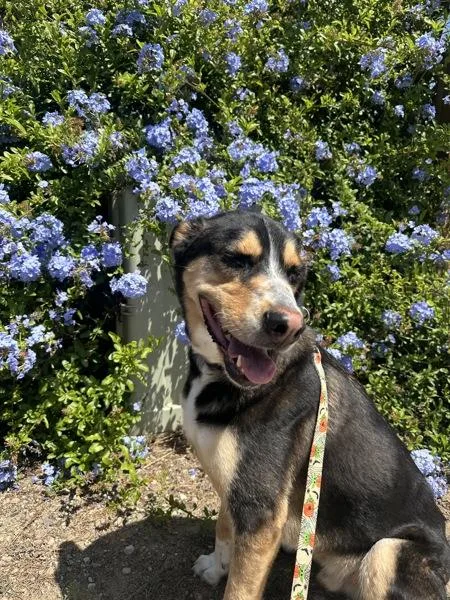 An adult large-sized male Shepherd dog named Ryder for adoption in San Diego, CA